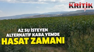 Az su isteyen alternatif kaba yemde hasat zamanı