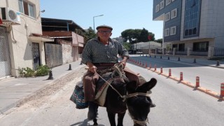 Aydınlı yaşlı amca eşeğine geri döndü