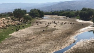 Kuruyan Büyük Menderes koyunlara otlak oldu