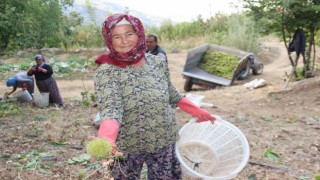 Aydın ve İzmir’de kestane hasadı başladı