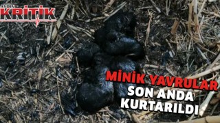 Minik yavrular son anda kurtarıldı