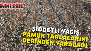 Şiddetli yağış pamuk tarlalarını derinden yaraladı