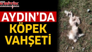 Aydın'da köpek vahşeti