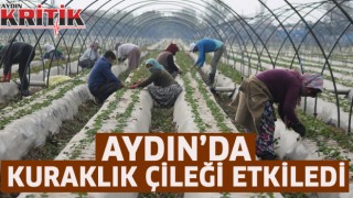 Aydın’da kuraklık çileği etkiledi