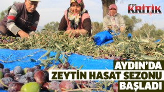 Aydın’da zeytin hasat sezonu başladı