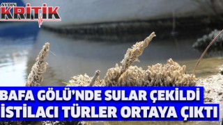 Bafa Gölü’nde sular çekildi, istilacı türler ortaya çıktı