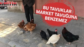 Bu tavuklar market tavuğuna benzemez