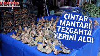 Çıntar mantarı tezgahta yerini aldı