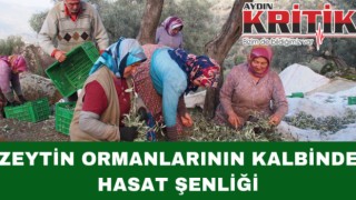 ZEYTİN ORMANLARININ KALBİNDE HASAT ŞENLİĞİ