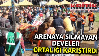 Arenaya sığmayan develer, ortalığı savaş alanına çevirdi