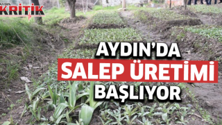 Aydın'da sahlep üretimi başlıyor