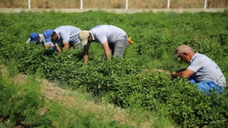 Kuraklıktan zarar gören, destek ödemeleri başladı