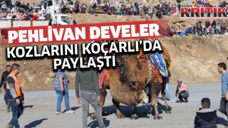 Pehlivan develer kozlarını Koçarlı’da paylaştı