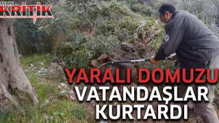 Yaralı domuzu vatandaşlar kurtardı