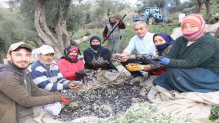 Başkan Kaplan zeytin hasadında