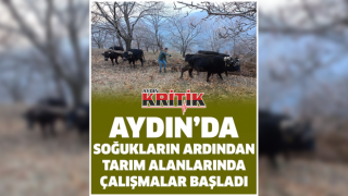 Aydın’da soğukların ardından, tarım alanlarında çalışmalar başladı