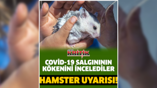 Bilimsel araştırma: İnsanlara Covid-19’u hamsterlar taşıyabiliyor