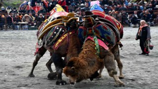 Söke 7. Geleneksel Deve Güreşi Festivali yoğun ilgi gördü