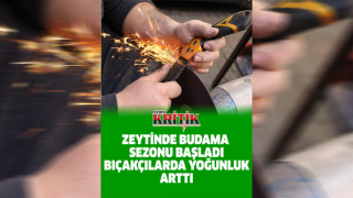 Zeytinde budama sezonu başladı, bıçakçılarda yoğunluk arttı