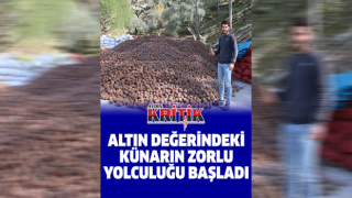 Altın değerindeki künarın zorlu yolculuğu başladı