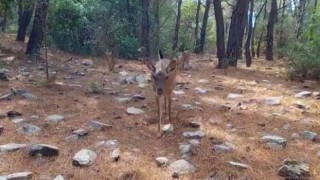 Aydın’daki yaban hayatı görüntülendi