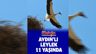 Aydın'lı leylek 11 yaşında