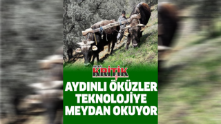 Aydınlı öküzler teknolojiye meydan okuyor