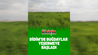 Didim'de buğdaylar yeşermeye başladı