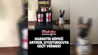 Narkotik köpeği Arthur, uyuşturucuya geçit vermedi