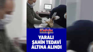 Yaralı şahin tedavi altına alındı