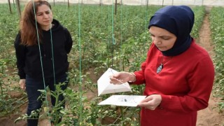 Aydın’da biyoteknik mücadele çalışmaları devam ediyor