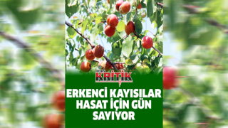 Erkenci kayısılar hasat için gün sayıyor