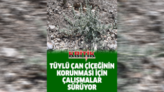 Tüylü çan çiçeğinin korunması için çalışmalar sürüyor