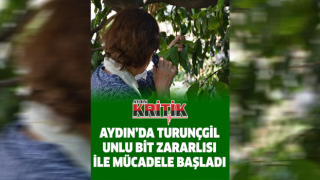 Aydın'da turunçgil unlu bit zararlısı ile mücadele başladı