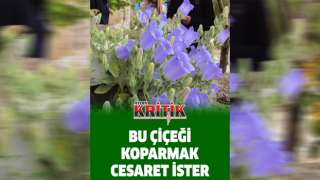 Bu çiçeği koparmak cesaret ister