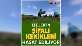 Efeler’in şifalı kekikleri hasat ediliyor