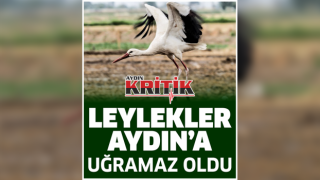 Leylekler Aydın'a uğramaz oldu