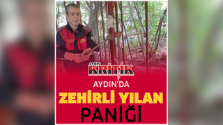 Aydın’da zehirli yılan paniği