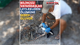 Bilinçsiz vatandaşlar leyleklerin ölümüne sebep oluyor