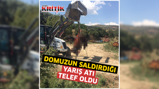 Domuzun saldırdığı yarış atı telef oldu