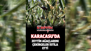 Karacasu'da zeytin ağaçlarını çekirgeler istila etti