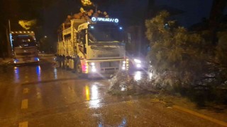 Nazilli’de ağaçlar, rüzgara dayanamadı