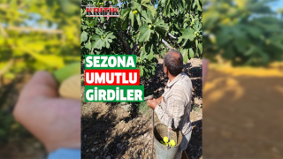 Aydınlı incir üreticileri sezona umutlu girdi