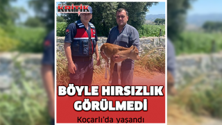 Böyle hırsızlık görülmedi! Koçarlı'da yaşandı