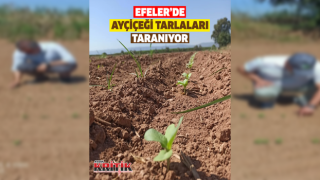 Efeler’de ayçiçeği tarlaları taranıyor