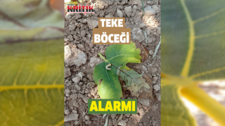 Karacasu'da 'teke böceği' alarmı sürüyor