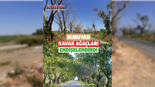 Kuruyan kavak ağaçları endişelendirdi