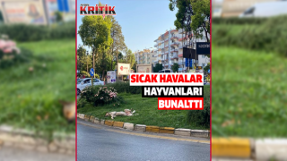 Sıcak hava insanlar kadar hayvanları da olumsuz etkiliyor