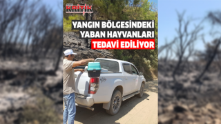 Yangın bölgesindeki yaban hayvanları tedavi ediliyor