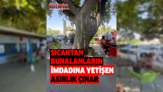 Asırlık çınar ağacının gölgesinde hem serinliyor hem de yorgunluk atıyorlar